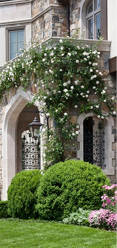 Climbing white roses trained across a stone and limestone facade above an arched doorway, with clipped boxwood domes and azaleas below.